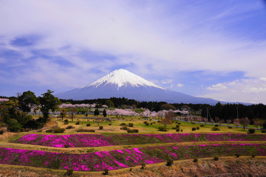 春の富士！：大石寺