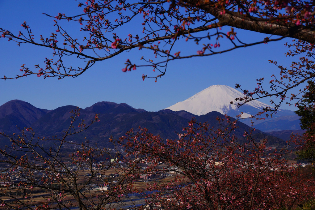河津桜と富士！：松田桜まつり