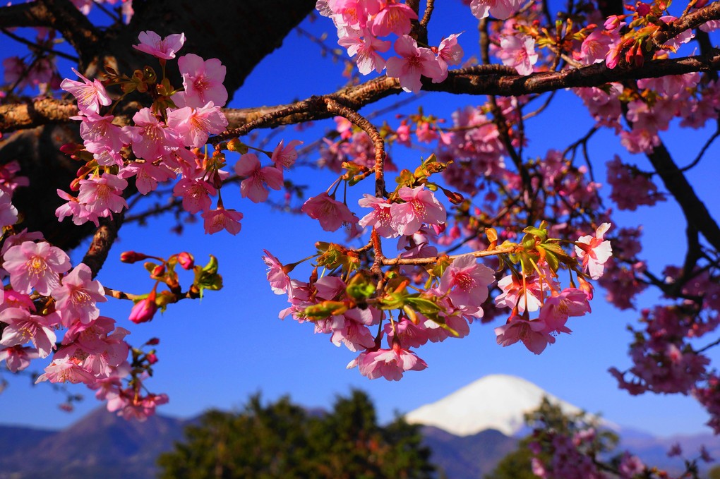 河津桜と富士！：P2（松田桜まつり）