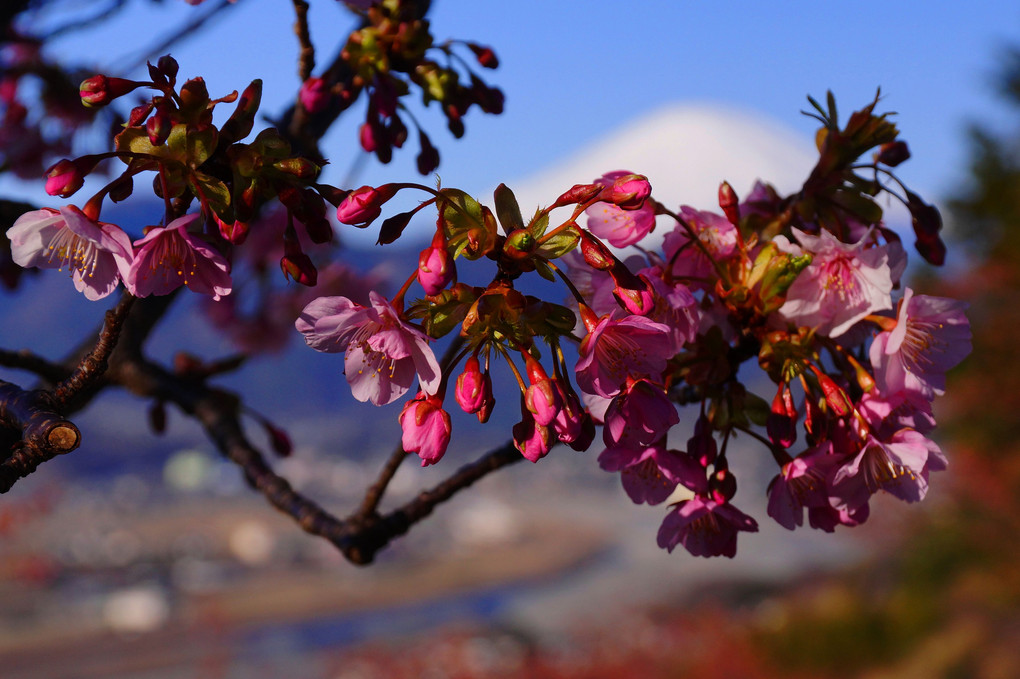 河津桜！：松田桜まつり