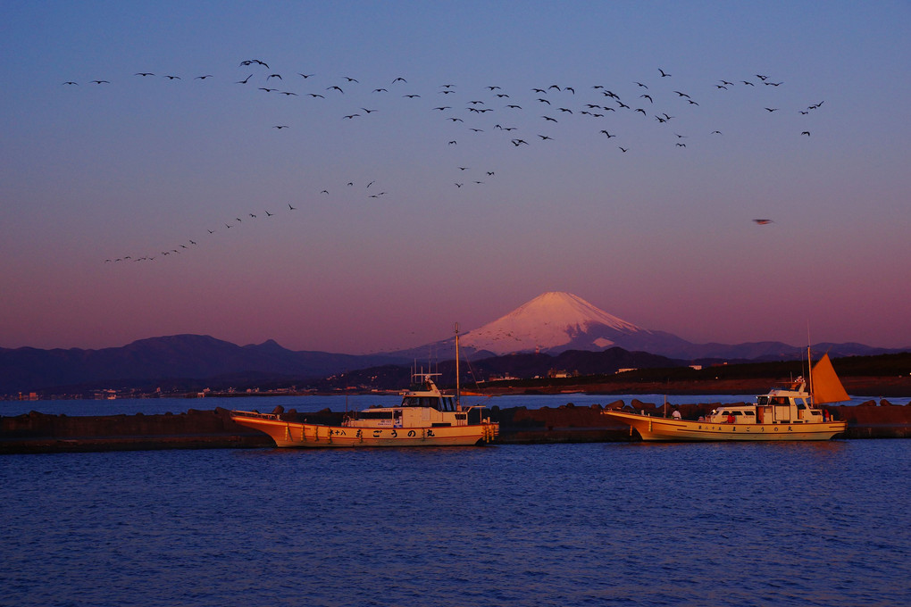 朝日に染まる！：茅ヶ崎漁港