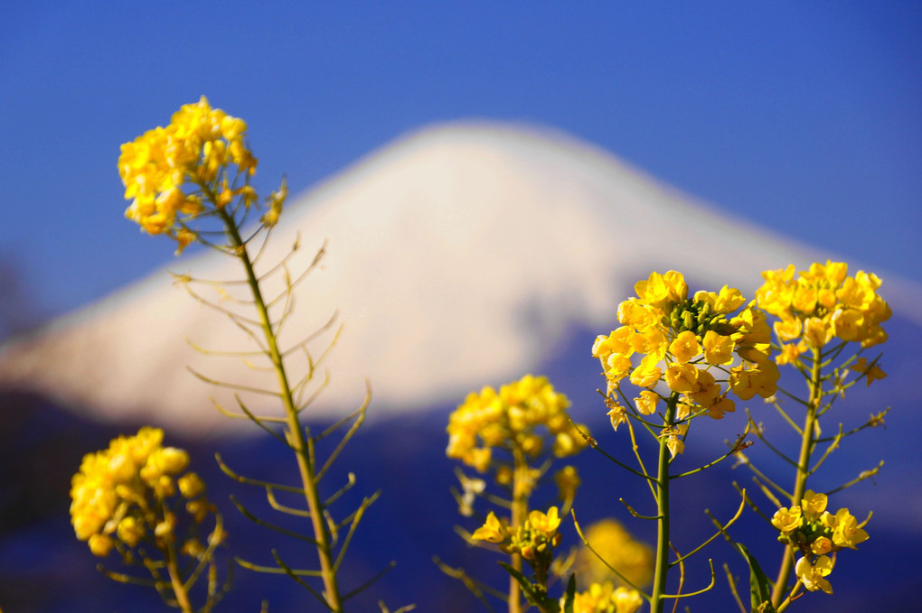 里山から眺める早春の富士！