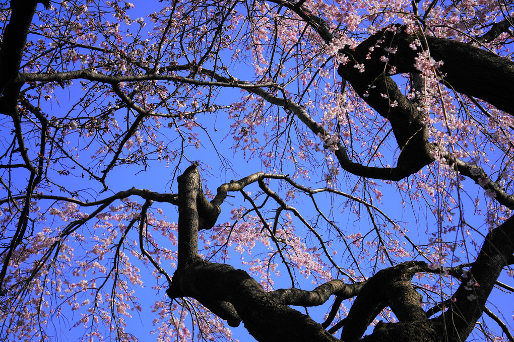 枝垂れ桜！