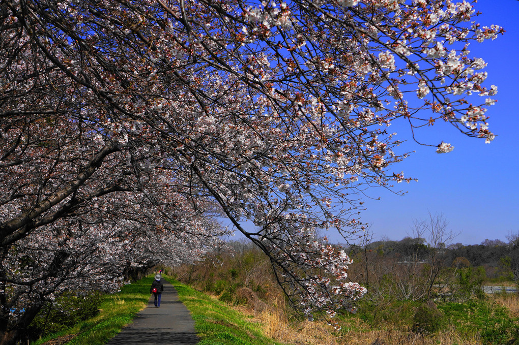 桜咲く遊歩道！