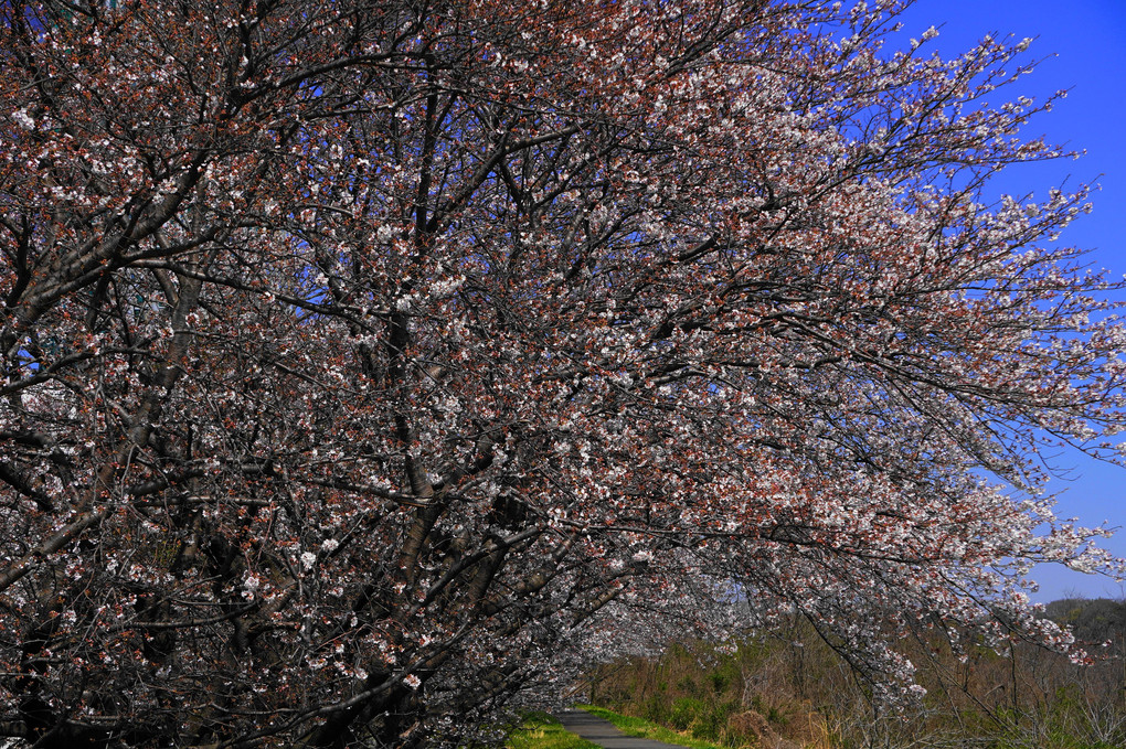 桜咲く遊歩道！