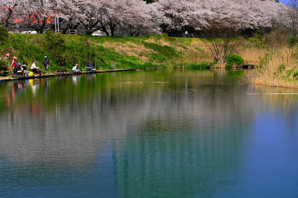 河原の桜！