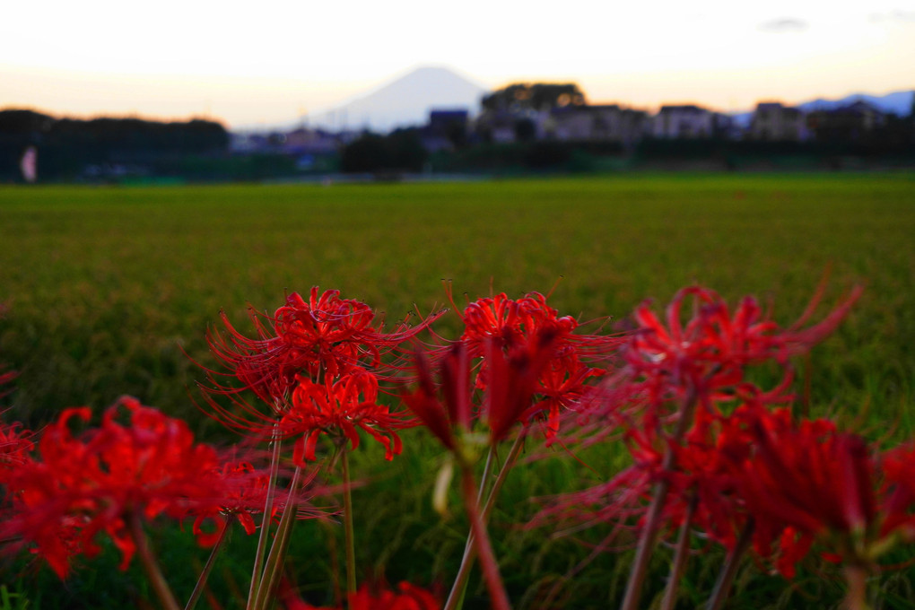夕景：彼岸花：富士山