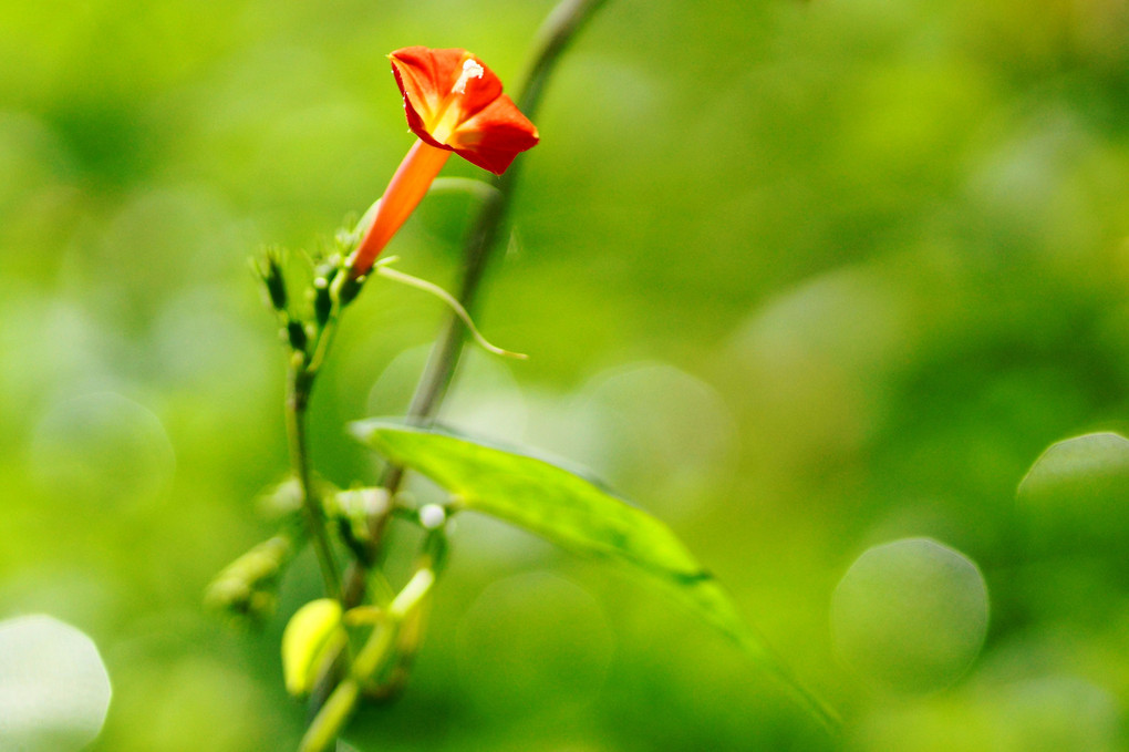 野に咲く可憐な花 P2 Ohmasaさん Acafe Aの写真投稿サイト ソニー 野に咲く可憐な花 P2 Ohmasaさん Acafe Aの写真投稿サイト ソニー