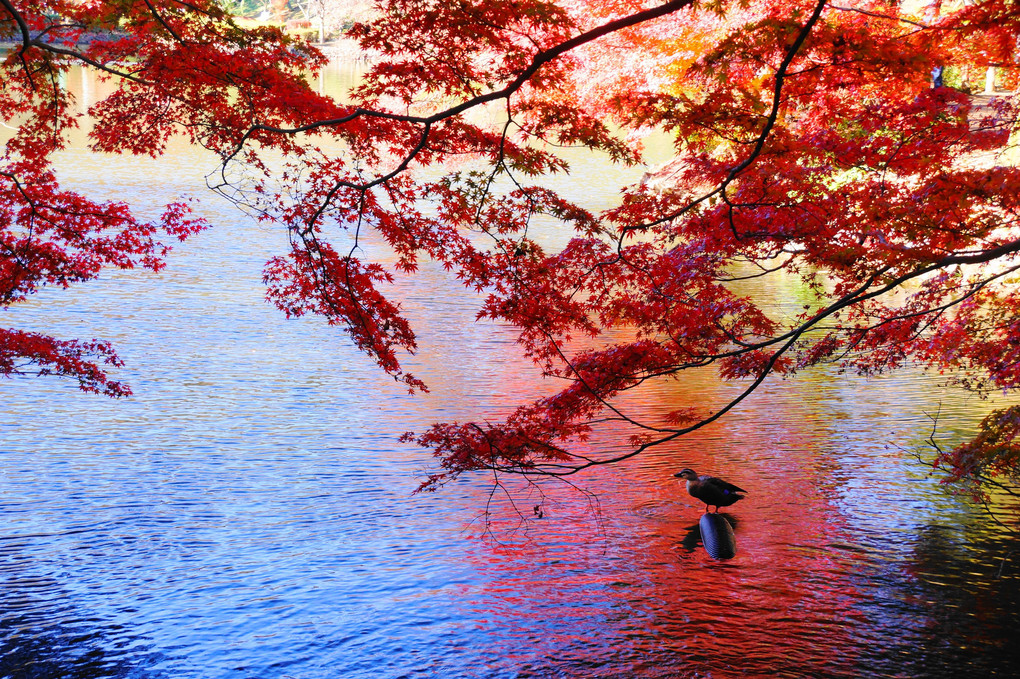 紅葉の輝き！：薬師池公園