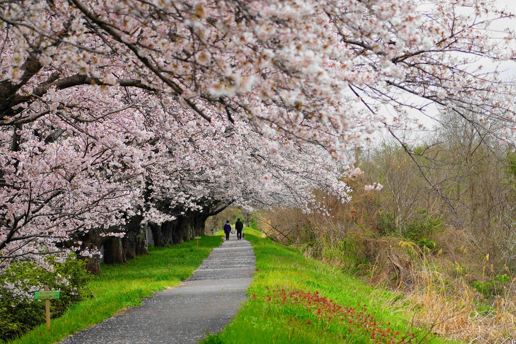 桜の遊歩道！（満開）