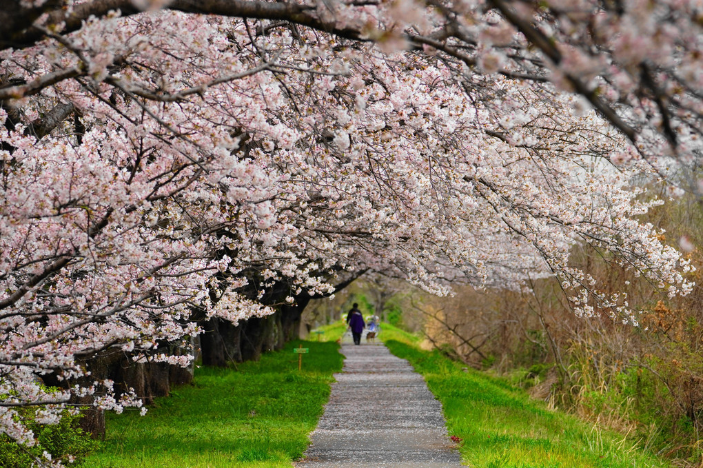 桜の遊歩道！（満開）