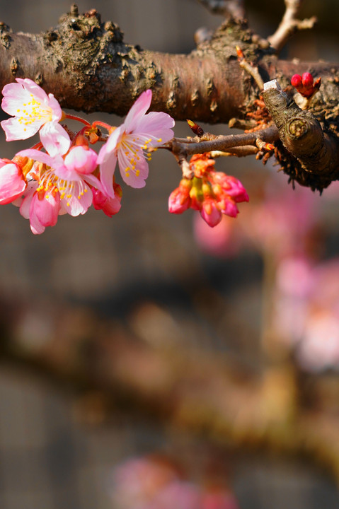 春めき桜！！：P1