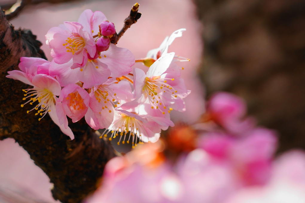 春めき桜！！：P1