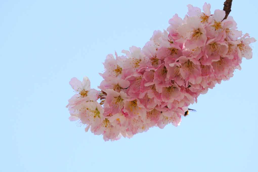 ピンクに染まる！：春めき桜