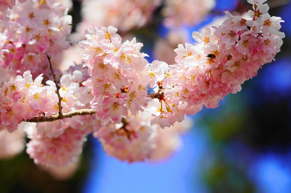 ピンクに染まる！：春めき桜
