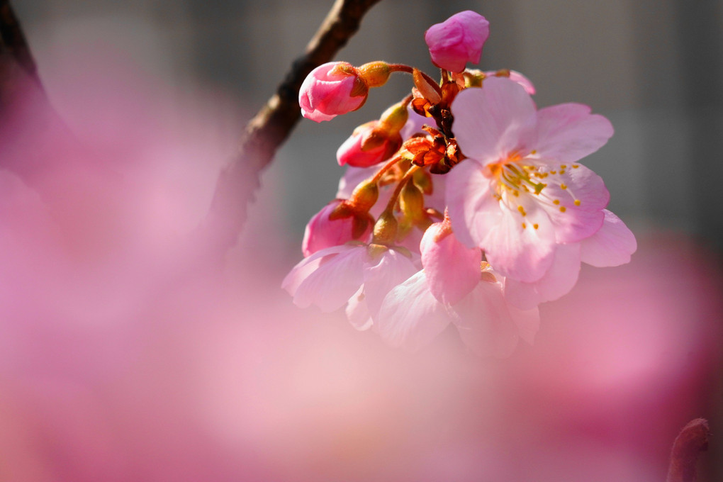 春めき桜！！：P3