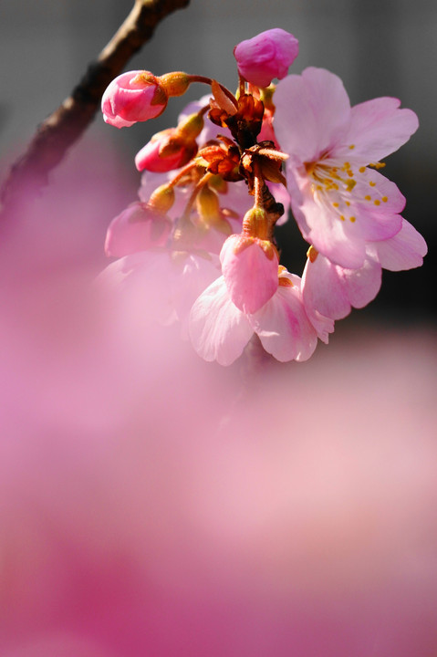 春めき桜！！：P3