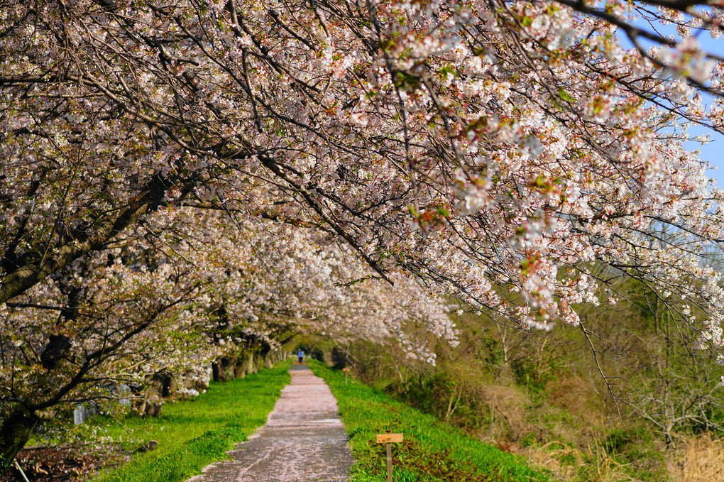 散り桜の遊歩道！