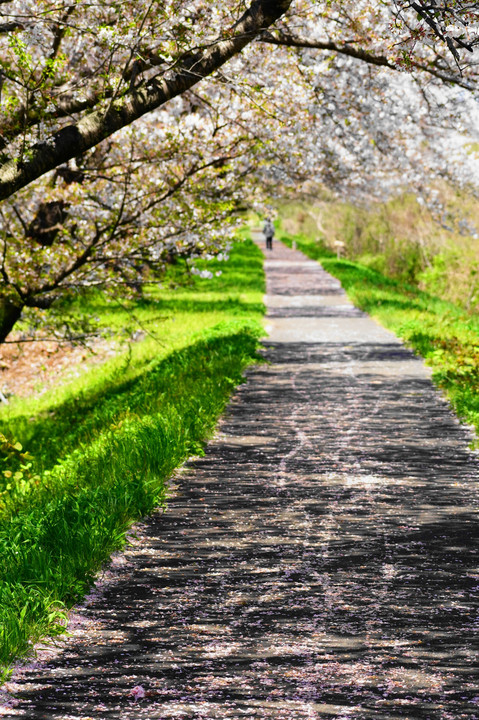 散り桜の遊歩道！