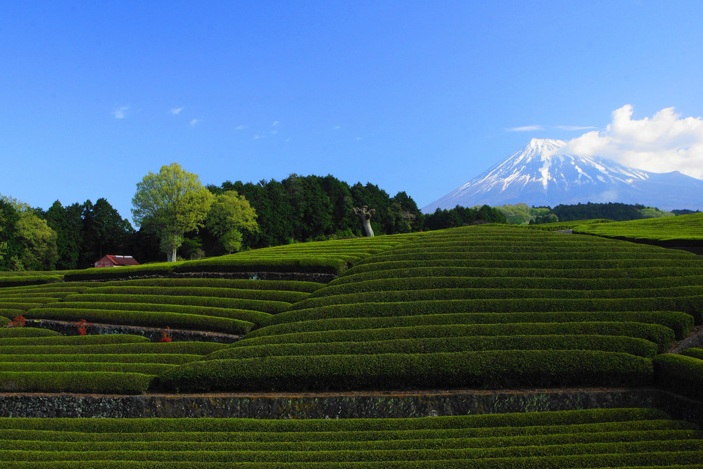 茶畑と富士：大渕