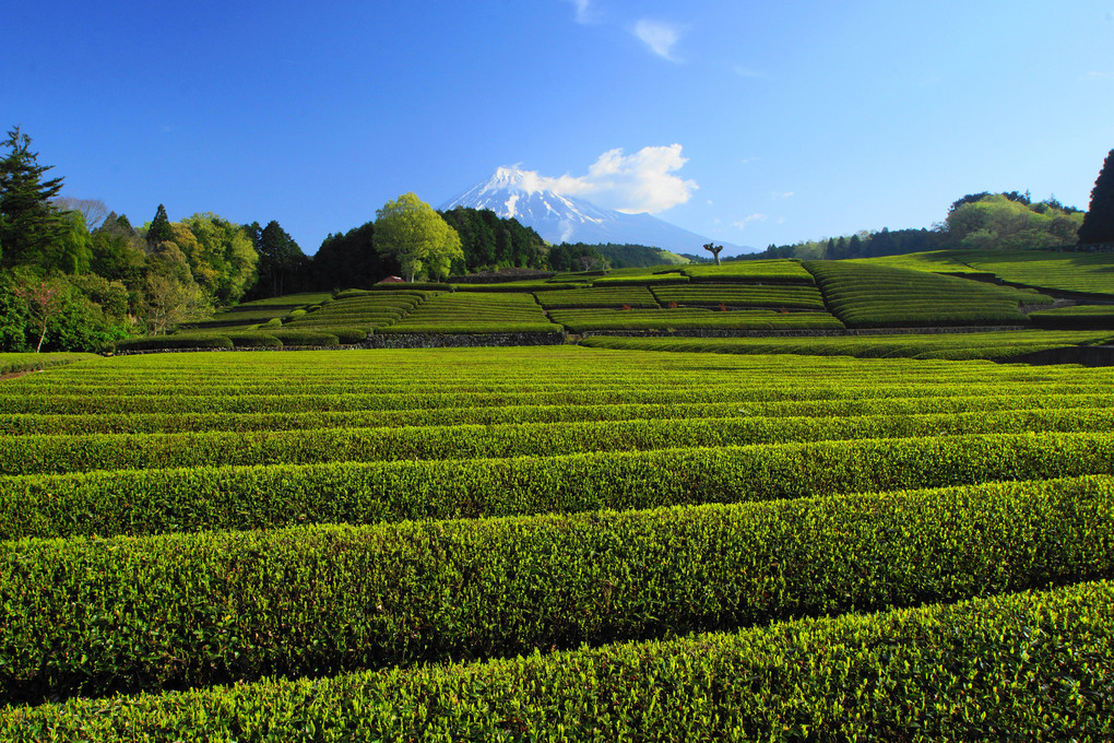 茶畑と富士：大渕