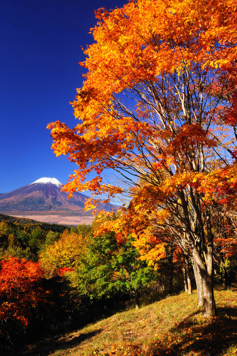 紅葉と富士（2景）