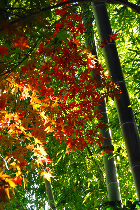 竹林と紅葉！