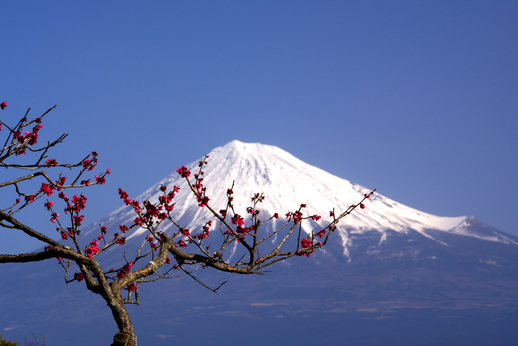 早春の富士（2景）