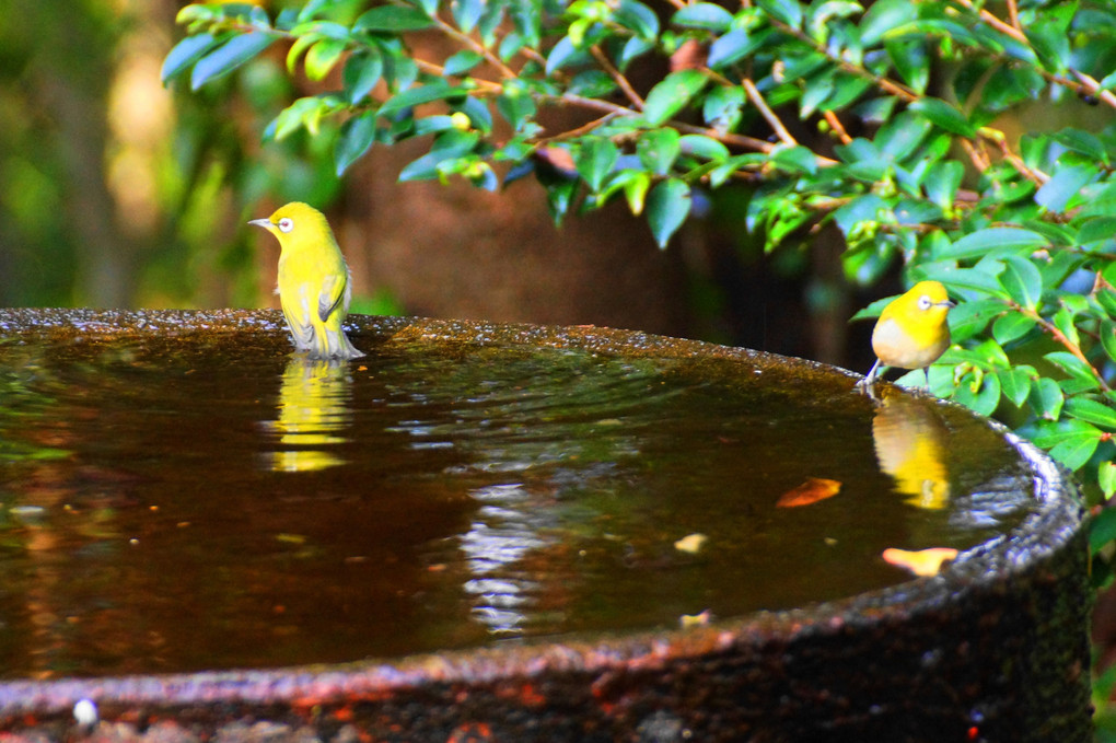 野鳥の楽園！！：権現山