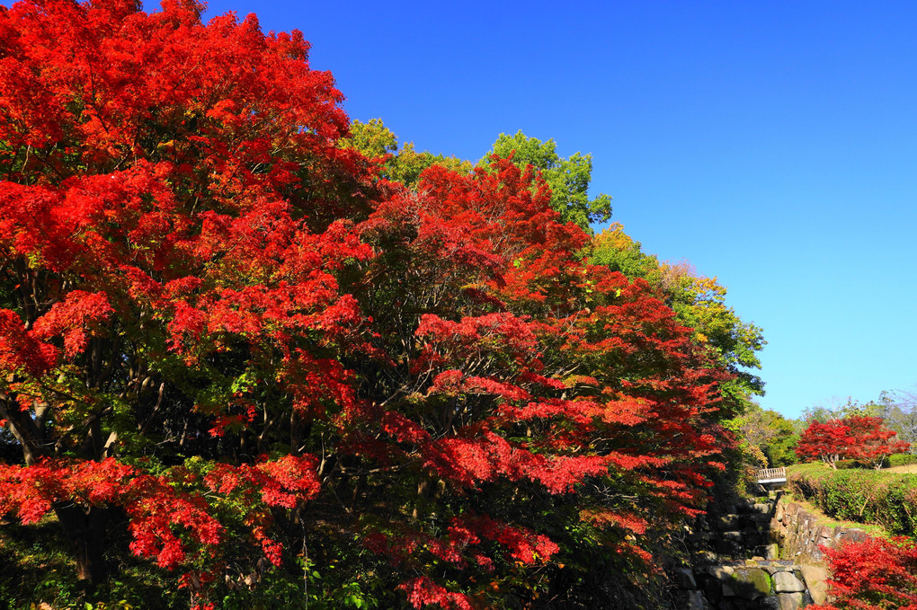 紅葉に染まる！：若宮公園：森の里