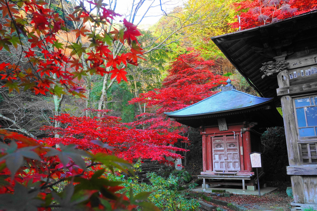 紅葉：大山寺：P1