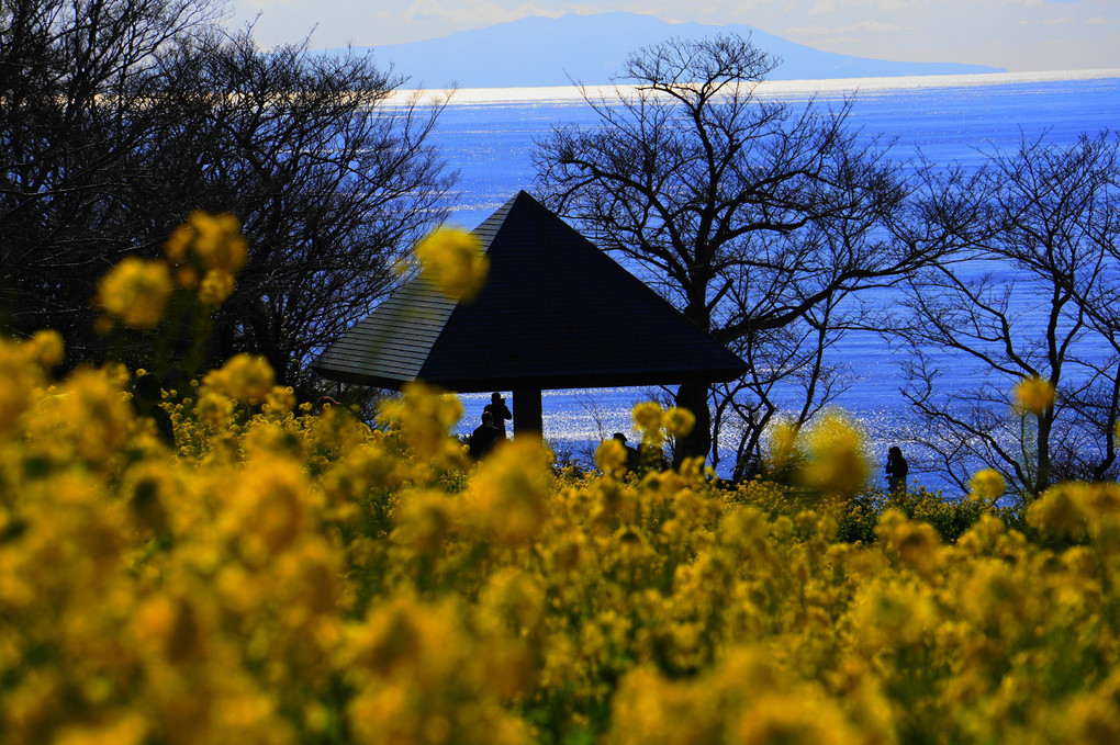 早春の輝き！：吾妻山公園