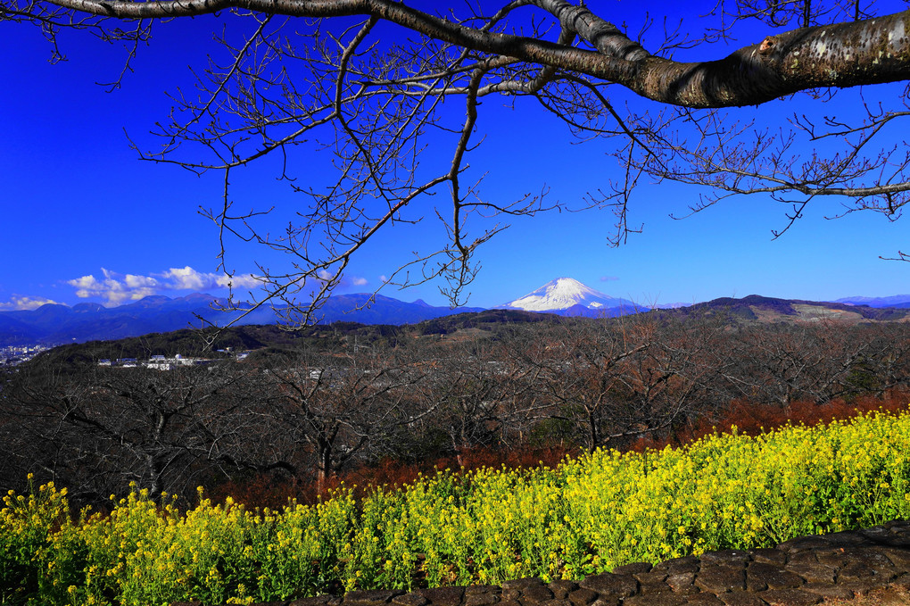 早春を楽しむ！：吾妻山公園