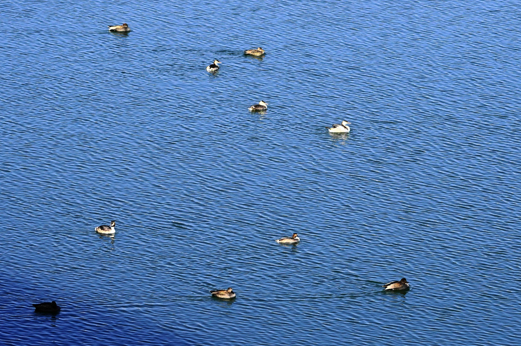 早春の相模川の野鳥達！