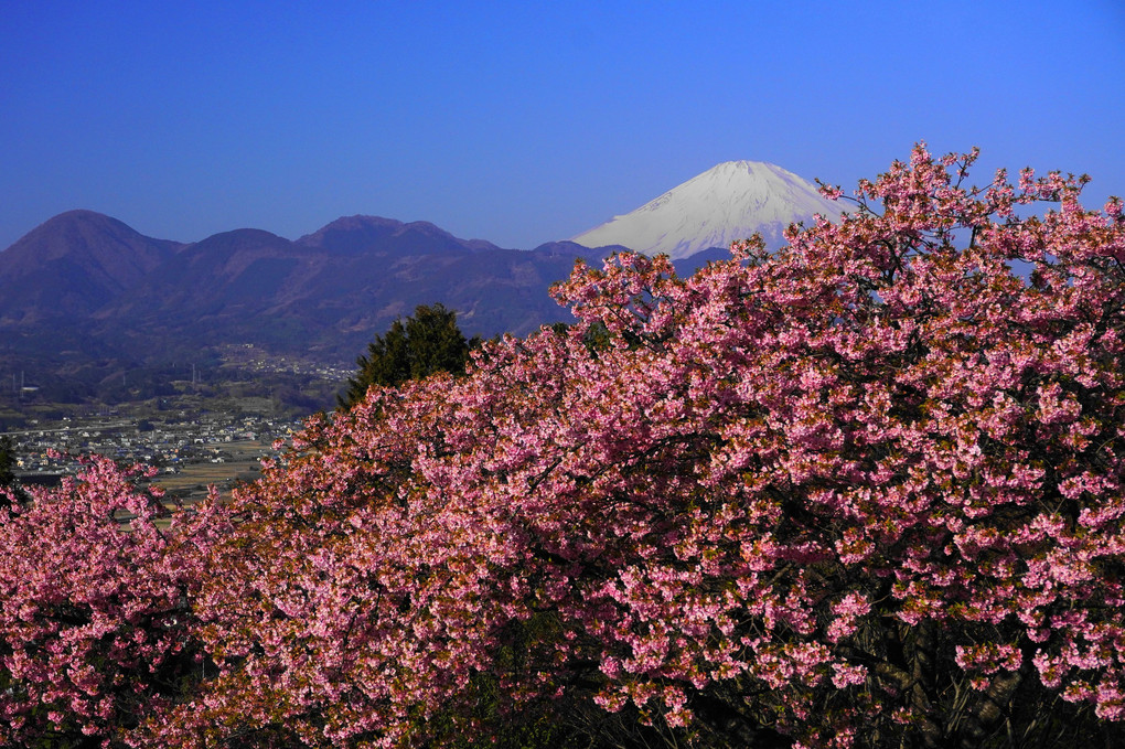 河津桜と富士！