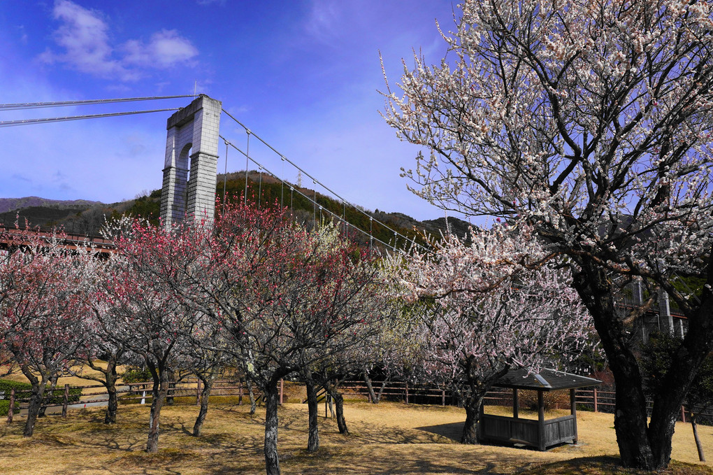 早春の戸川公園スケッチ！（6景）