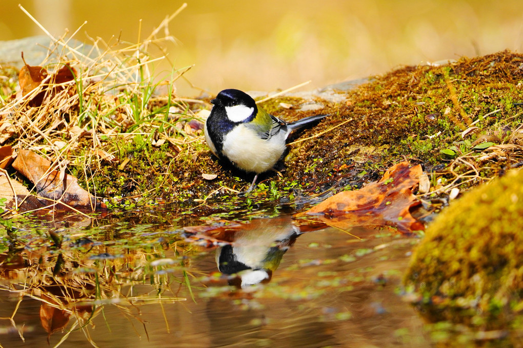 水辺で戯れる野鳥達！：P2