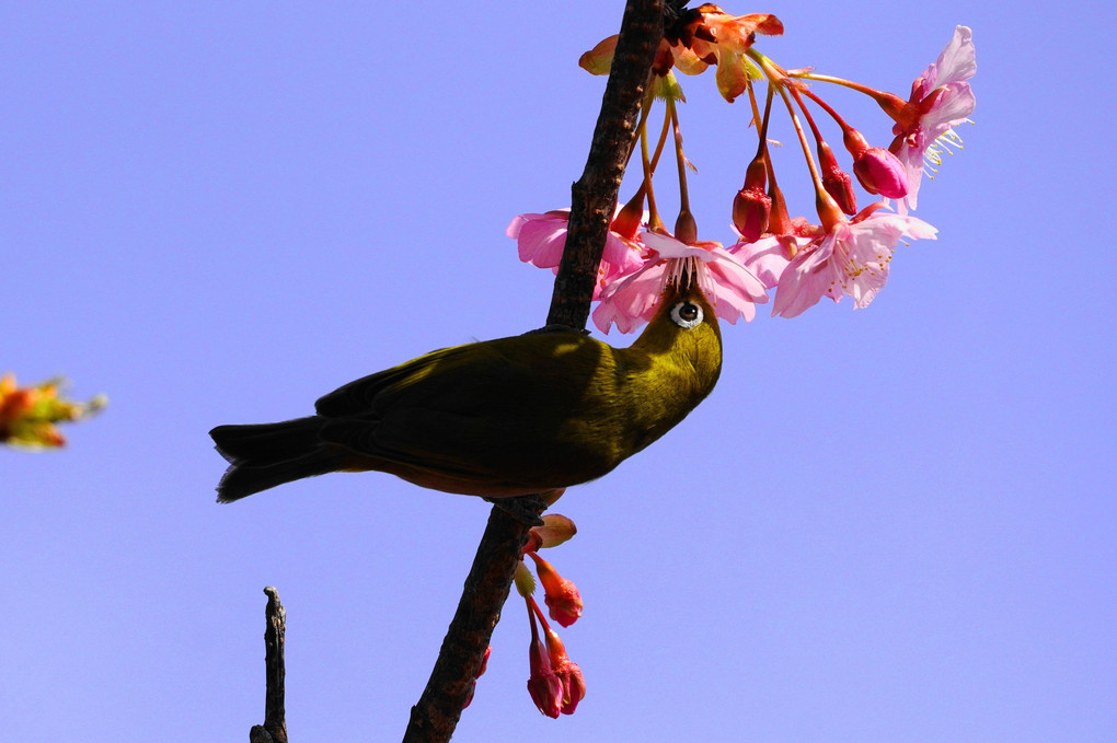 河津桜と野鳥！