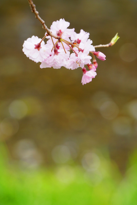 枝垂れ桜の輝き！
