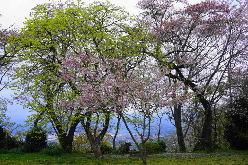 季節のバトンタッチ！：弘法山公園