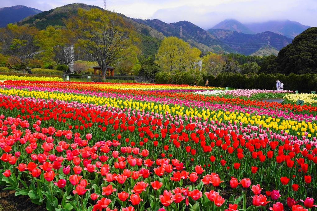春のファンタジー！：戸川公園
