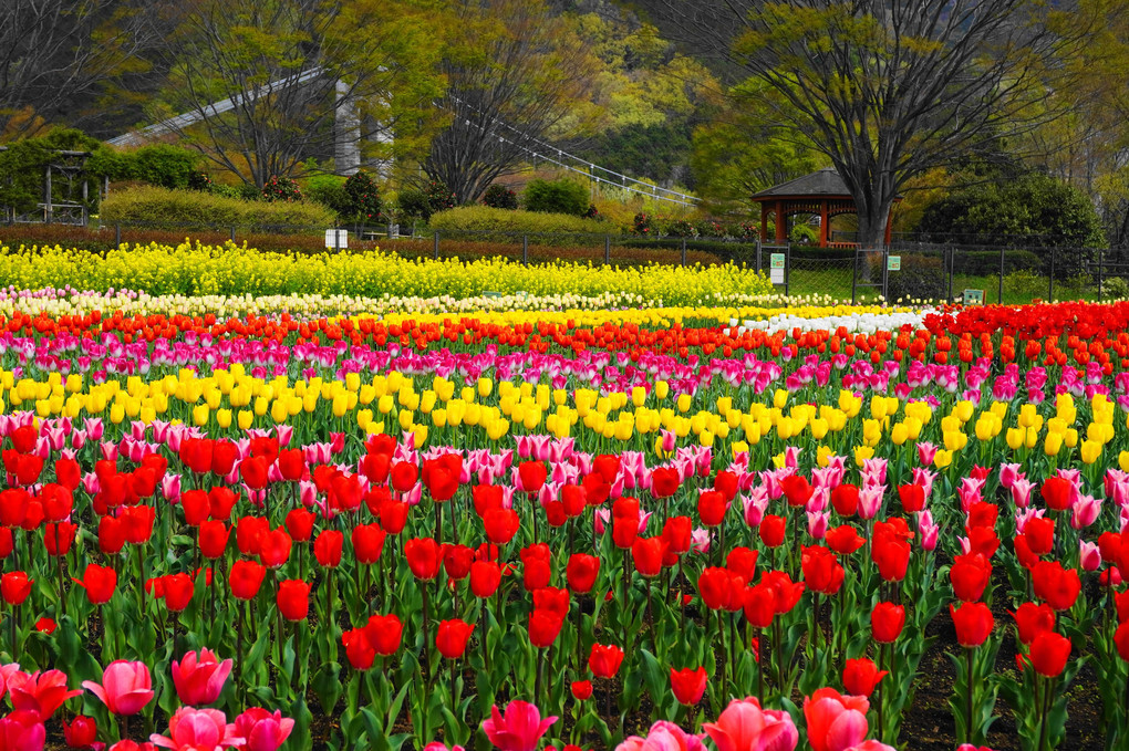 春のファンタジー！：戸川公園