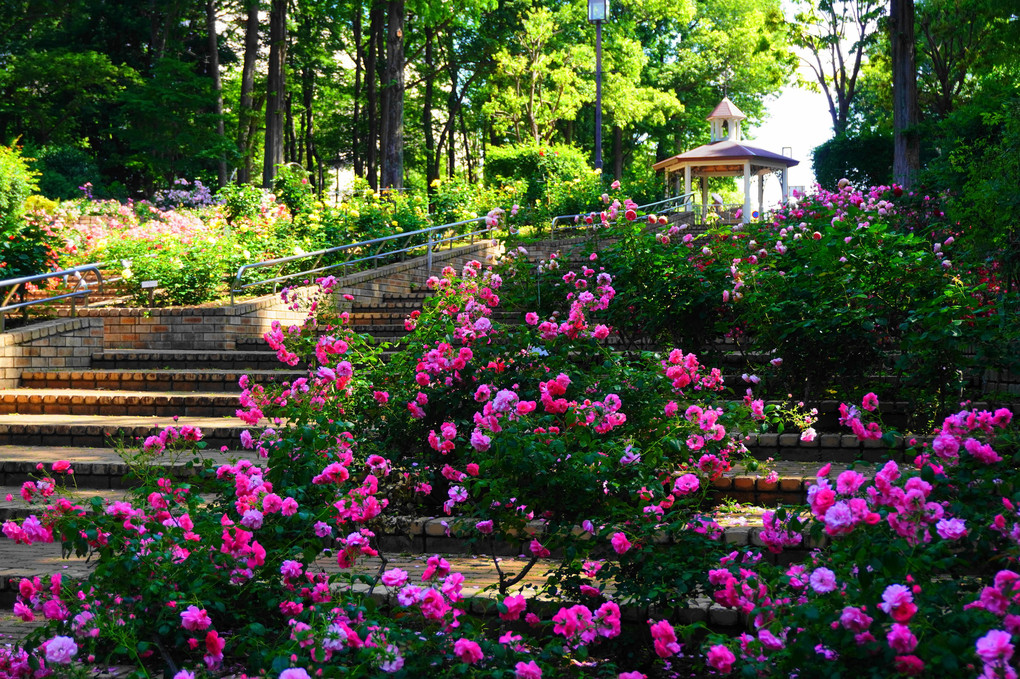 薔薇庭園！！：相模原北公園
