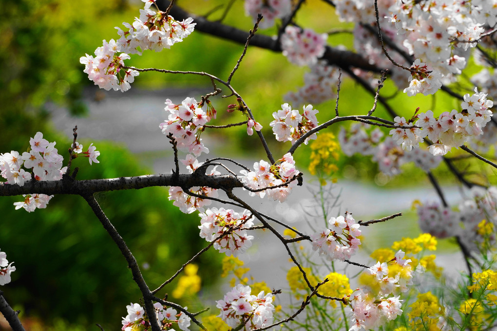 桜！！