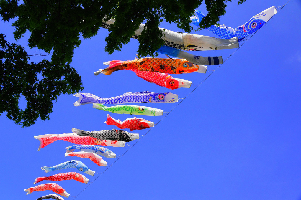 大空をおよぐ！：鯉のぼり