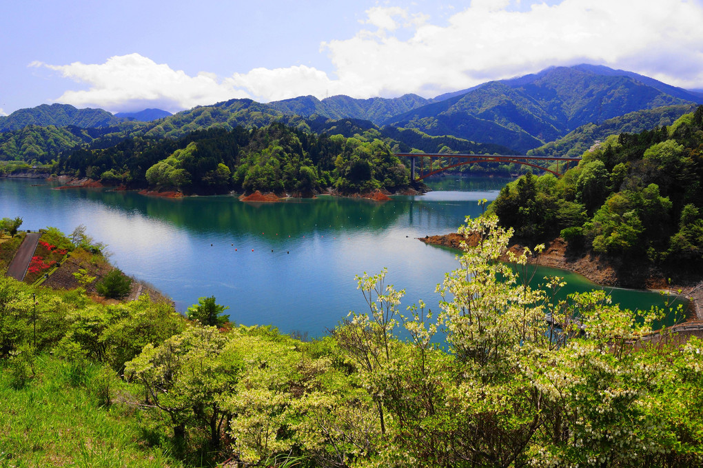 新緑を求めて！：宮ケ瀬湖