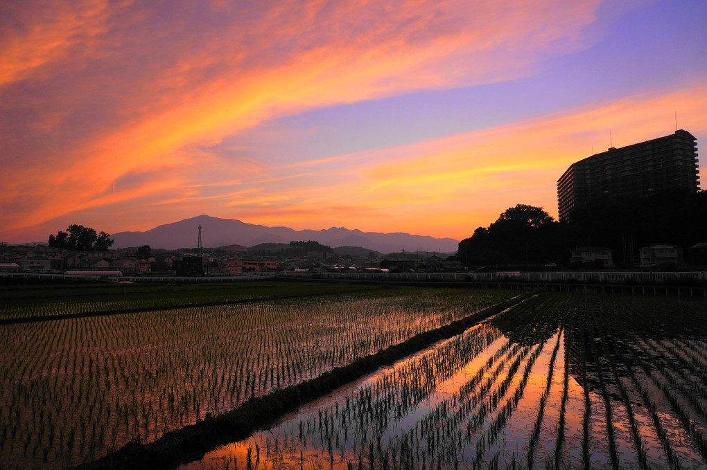 夕焼に染まる田園地帯！