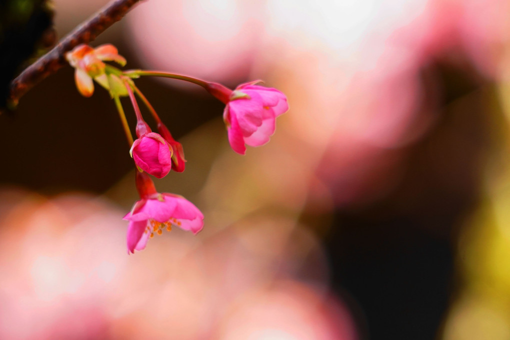ピンクに染まる！：河津桜