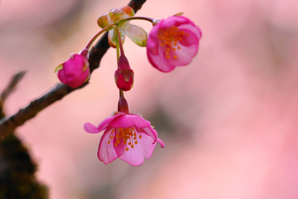 ピンクに染まる！：河津桜