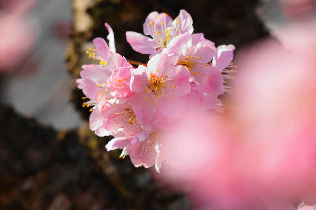 春めき桜！：P2
